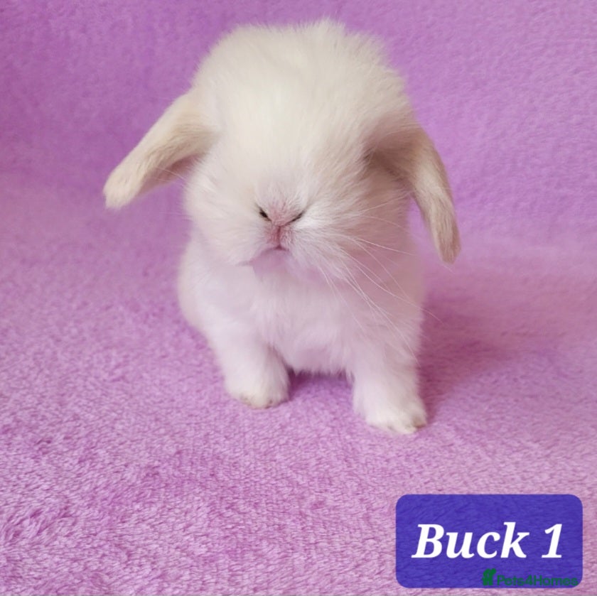 Mini Lop rabbits Beautiful Purebred Mini Lop Bunnies - Advert 18