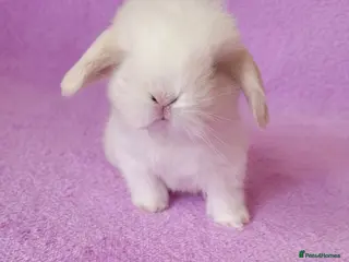 Mini Lop rabbits Beautiful Purebred Mini Lop Bunnies - Advert 18