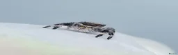 Spiders invertebrates for sale: JUMPING SPIDERS - Advert 3