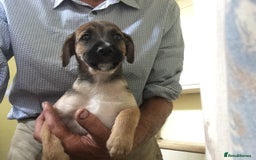 Mixed Breed dogs for sale: Six lovely Borderjack puppies available - Image 9