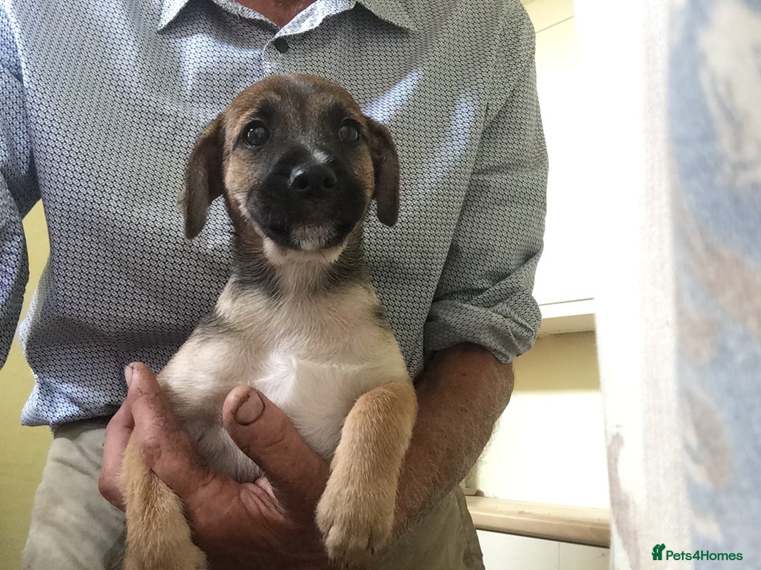 Mixed Breed dogs for sale: Six lovely Borderjack puppies available - Image 9