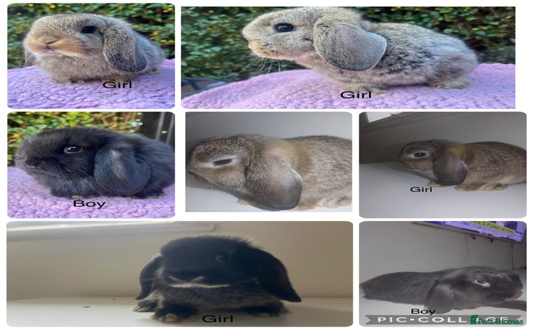 Mini Lop rabbits Mini lops available  - Advert 4