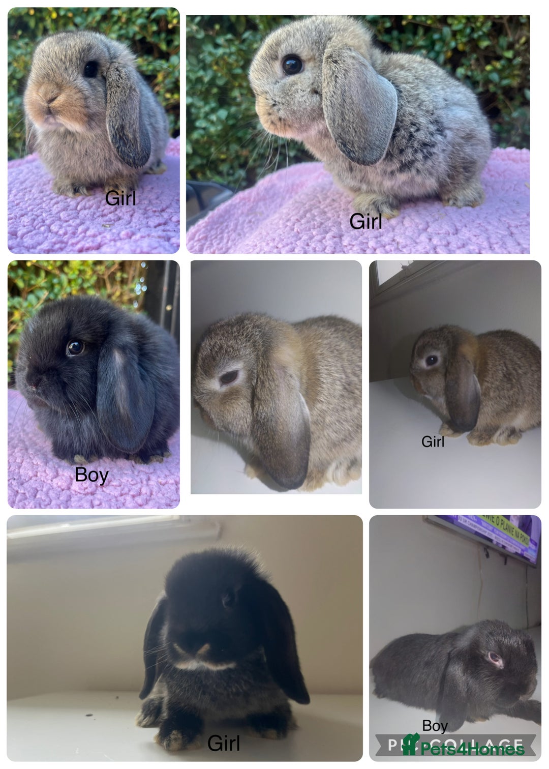 Mini Lop rabbits for sale: Mini lops available  - Advert 3