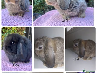 Mini Lop rabbits Mini lops available - Advert 10