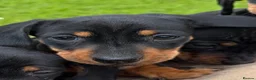 Miniature Dachshund dogs for sale: Miniature Dachshund Pups/ Dad DNA tested - Advert 6