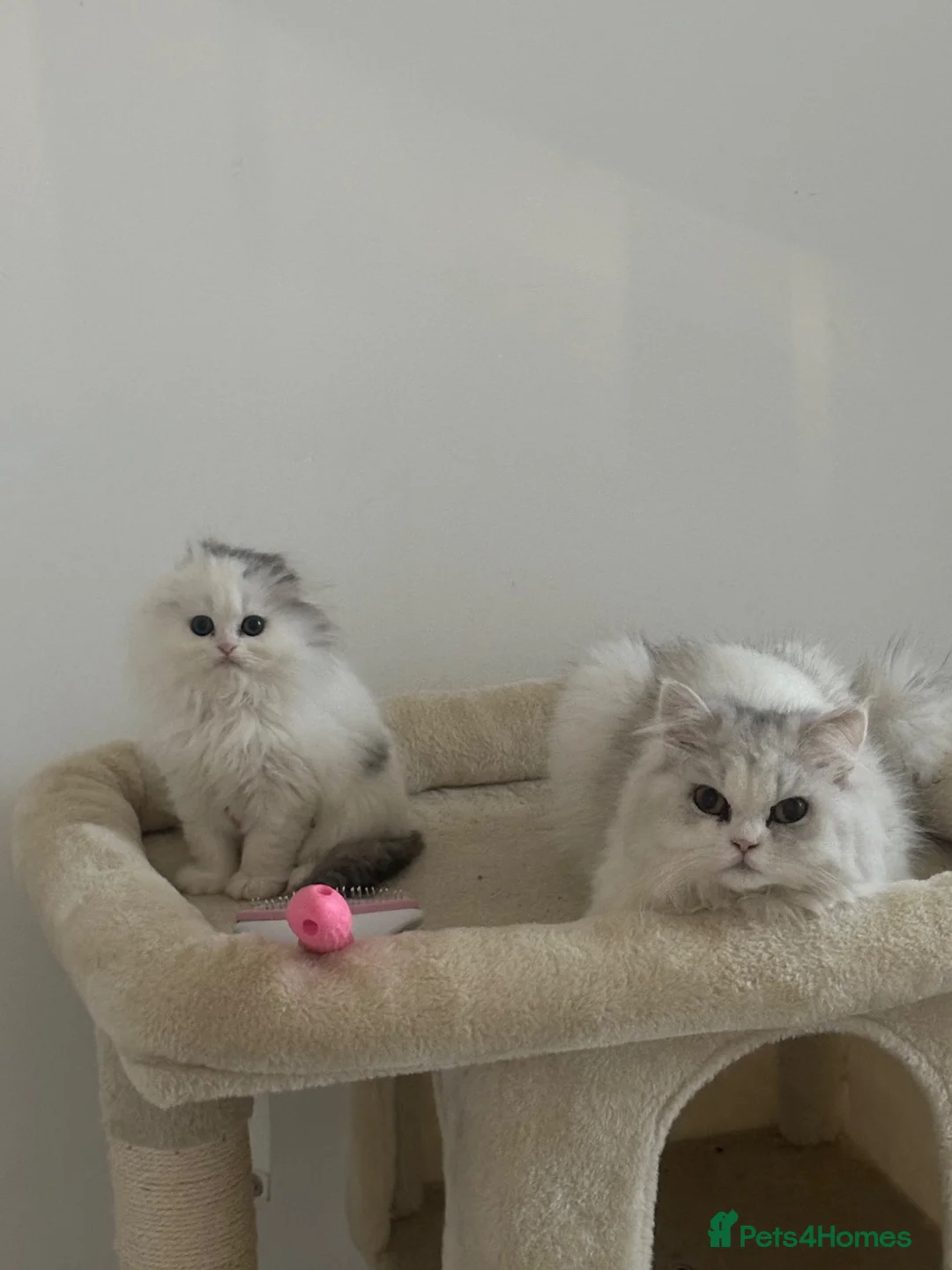 Scottish Fold cats for sale: Scottish fold x Persian kittens  - Advert 1