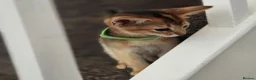 Abyssinian cats for sale: 🔥 TICA Registered Abyssinian Kittens - Advert 4