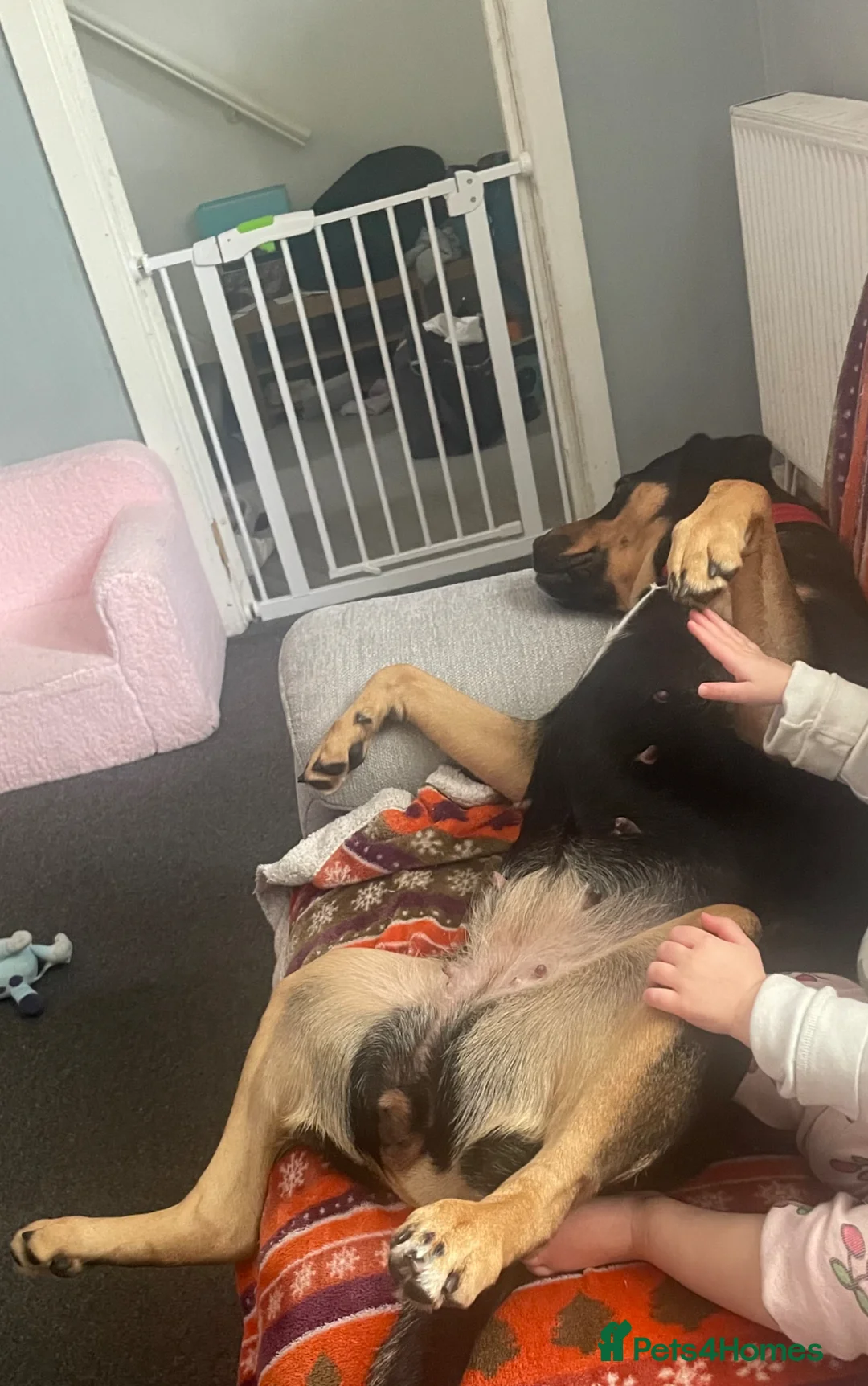 Mixed Breed dogs for sale: Bella  - Advert 2