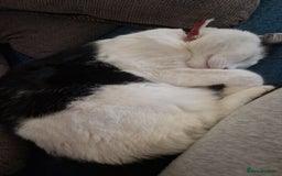 Domestic Shorthair cats for sale: Gorgeous affectionate boy - Image 4