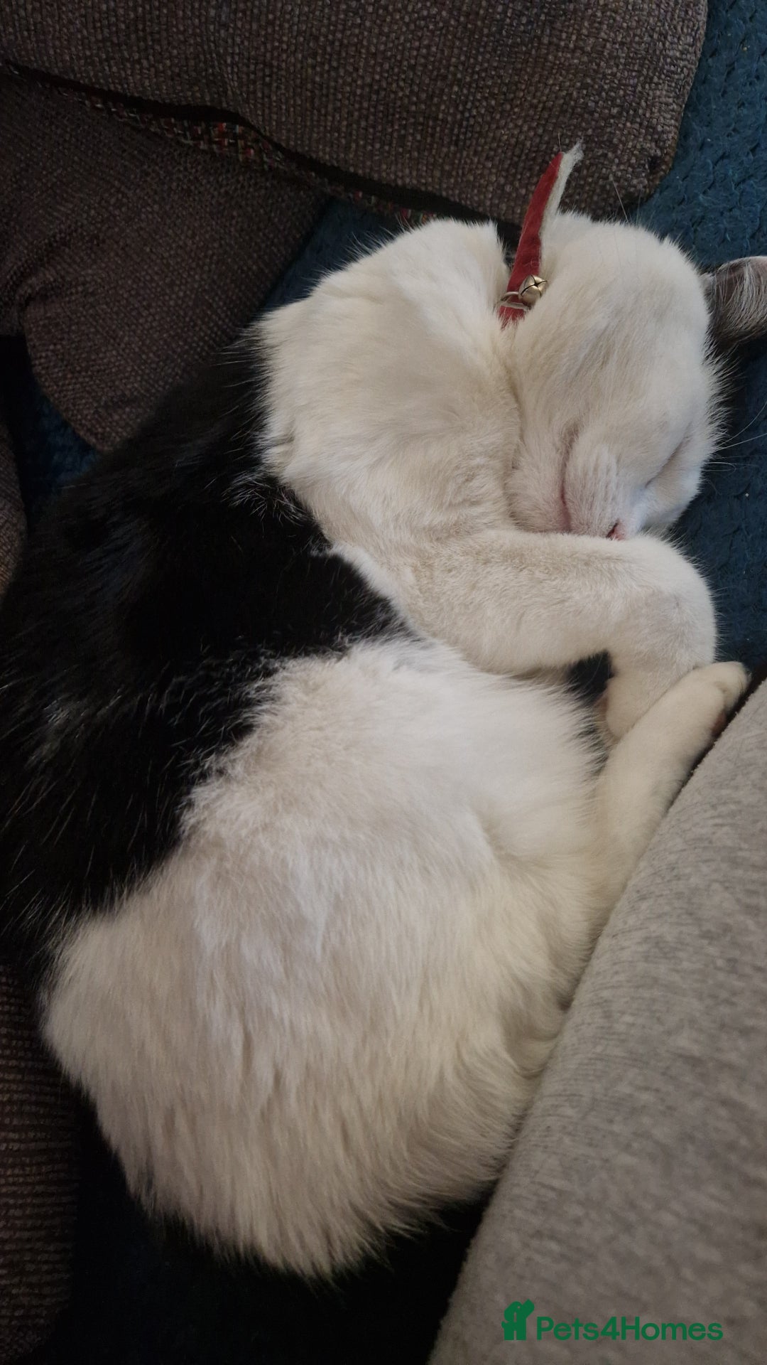 Domestic Shorthair cats for sale: Gorgeous affectionate boy - Image 4