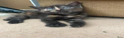 Mixed Breed cats for sale: 2 beautiful female kittens  - Advert 3