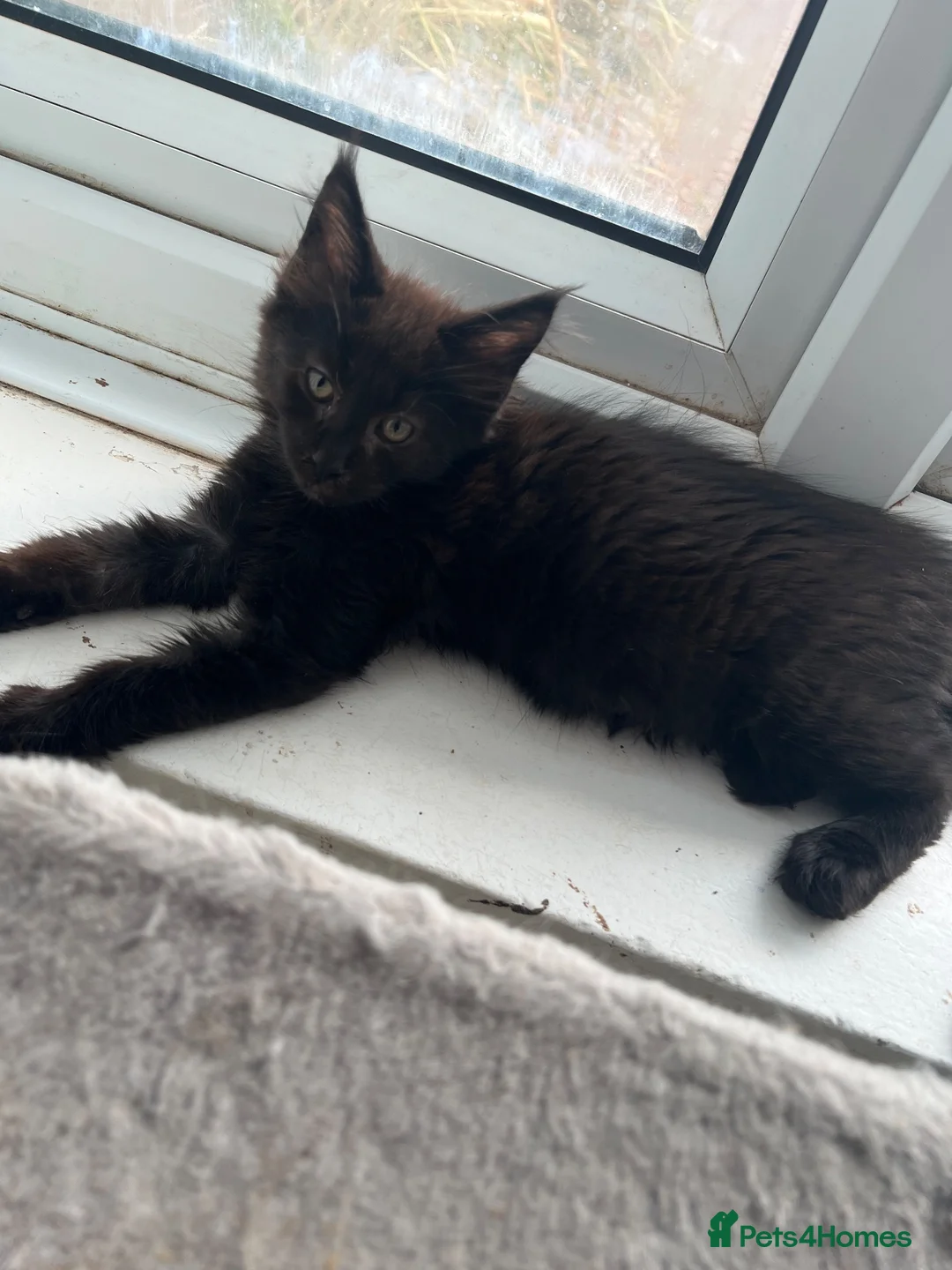 Maine Coon cats for sale: Beautiful 🐈‍⬛  - Advert 37