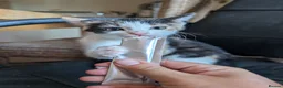 Mixed Breed cats for sale:  kitten £20 in Craven Arms - Advert 3