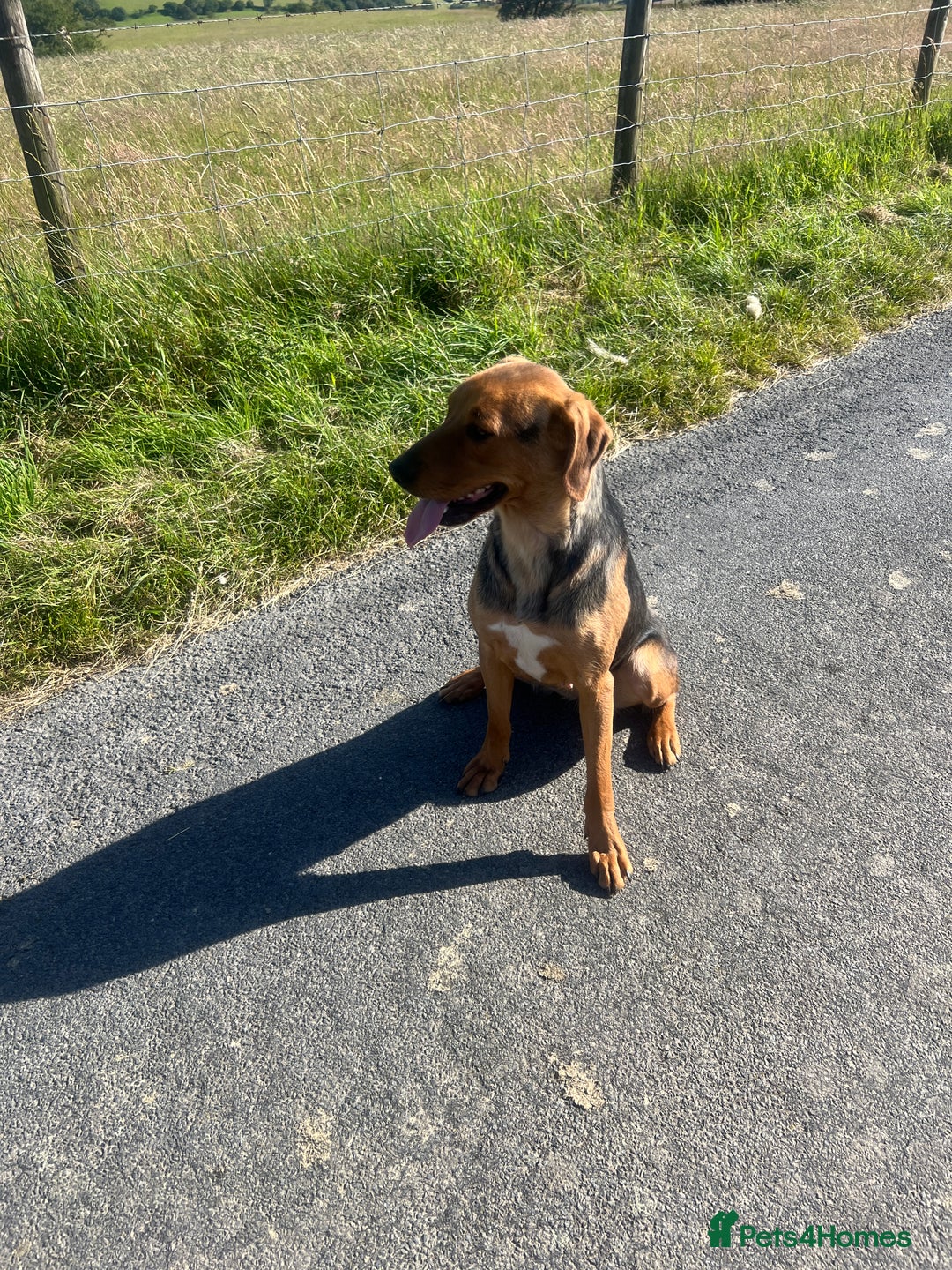 Huntaway dogs for sale: Two lovely young bitches 👀🏡 - Image 3
