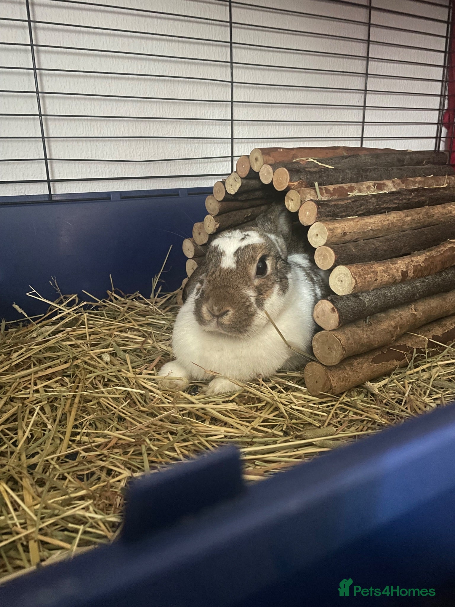 Mixed Breed rabbits Rabbit for Sale with Cage - Advert 1