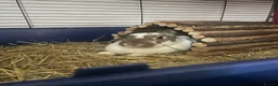 Mixed Breed rabbits for sale: Rabbit for Sale with Cage - Advert 1