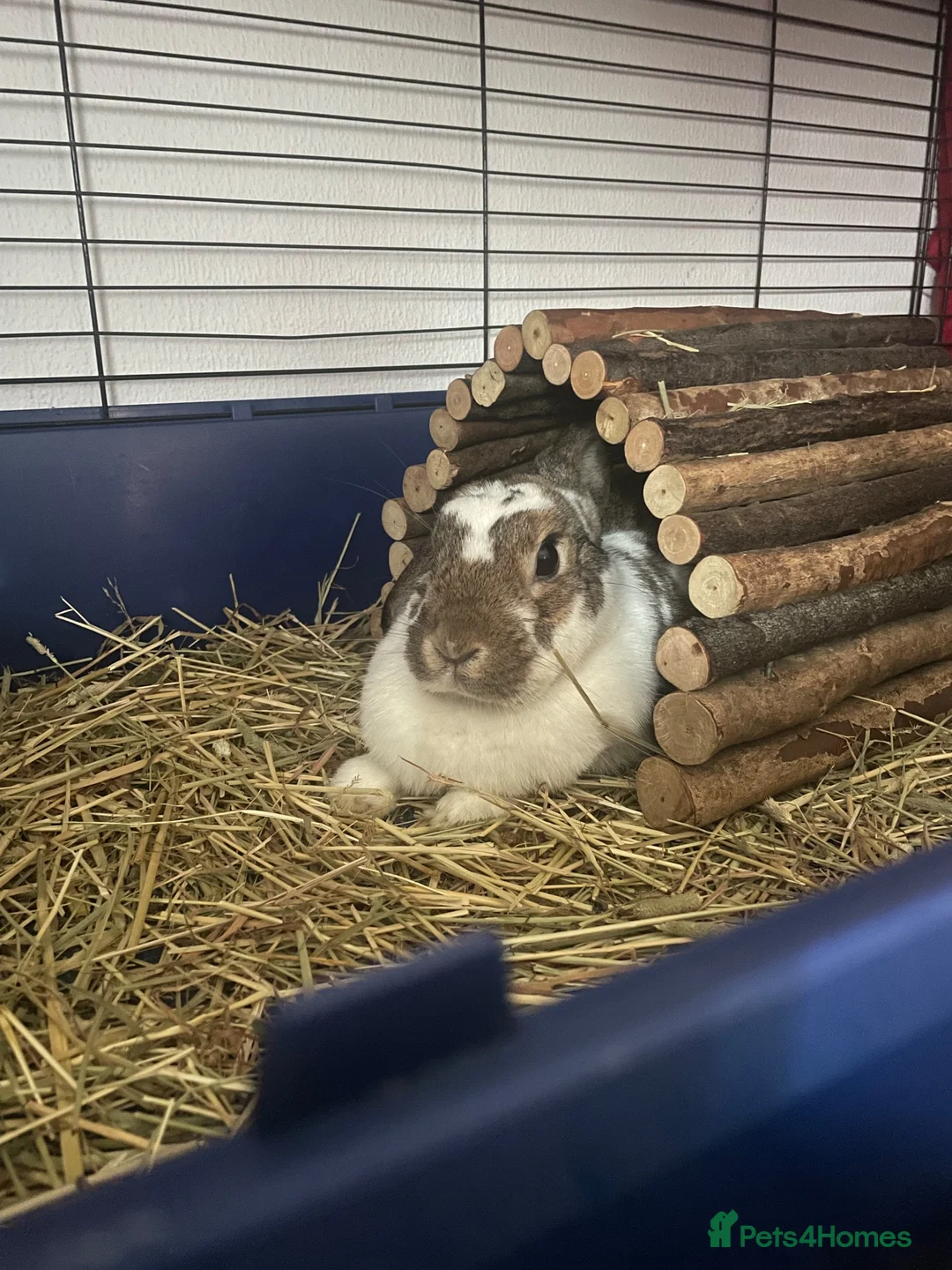 Mixed Breed rabbits for sale: Rabbit for Sale with Cage - Advert 1