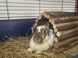 Mixed Breed rabbits Rabbit for Sale with Cage - Advert 1