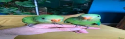 Parakeets birds for sale: RARE Baby tame superb parakeets  - Advert 5