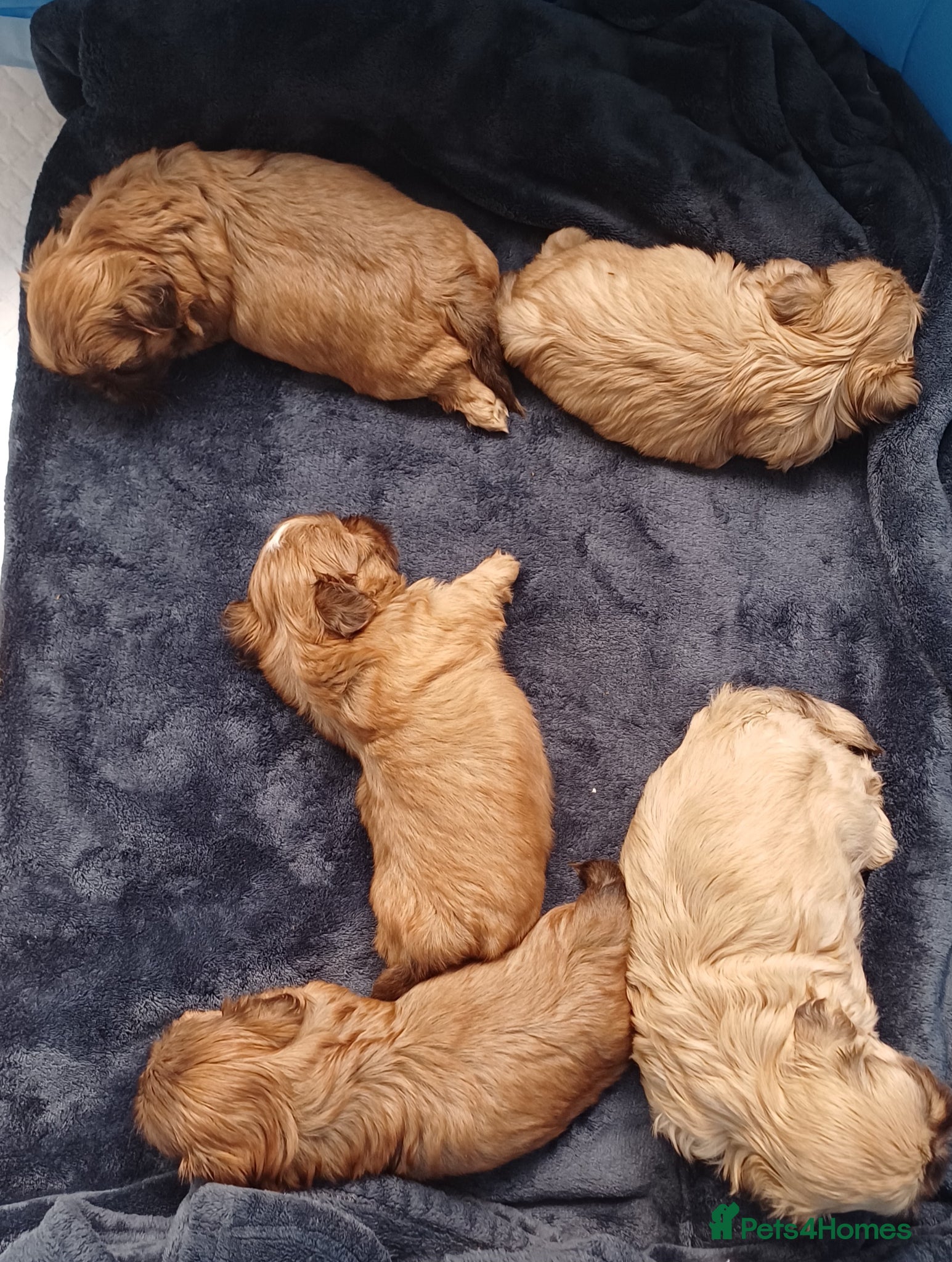 Shih Tzu dogs Stunning shihtzu babies - Advert 5