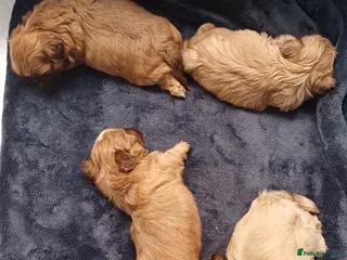 Shih Tzu dogs Stunning shihtzu babies - Advert 5