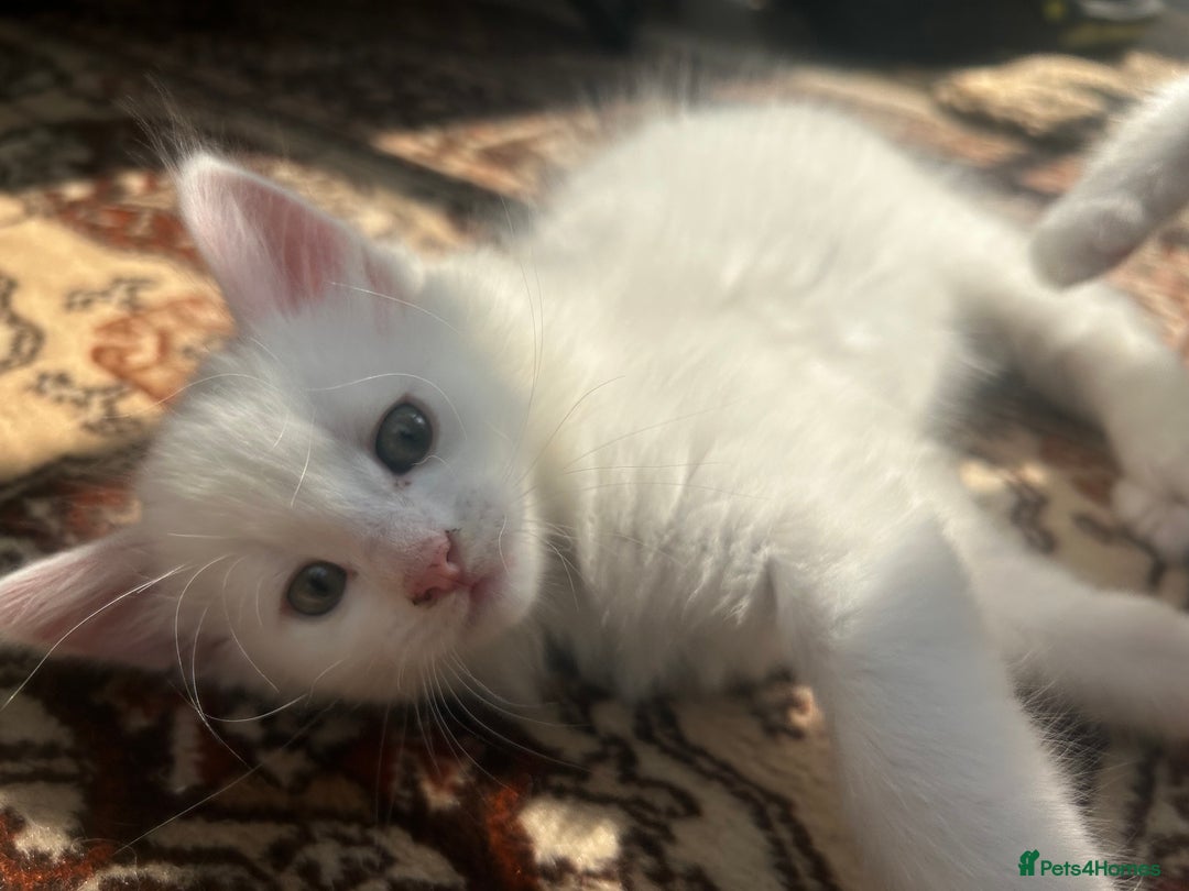 Turkish Angora cats for sale: Two beautiful Turkish Angora kittens  in Cambridge - Image 3