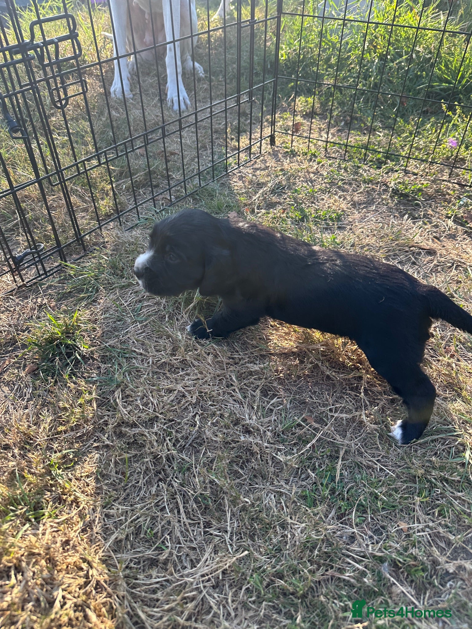Cocker Spaniel dogs Cocker spaniels puppies for sale - Advert 12