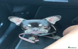 Mixed Breed dogs for sale: Bested boy that ever was Rare Pink Minibull boy  - Image 16