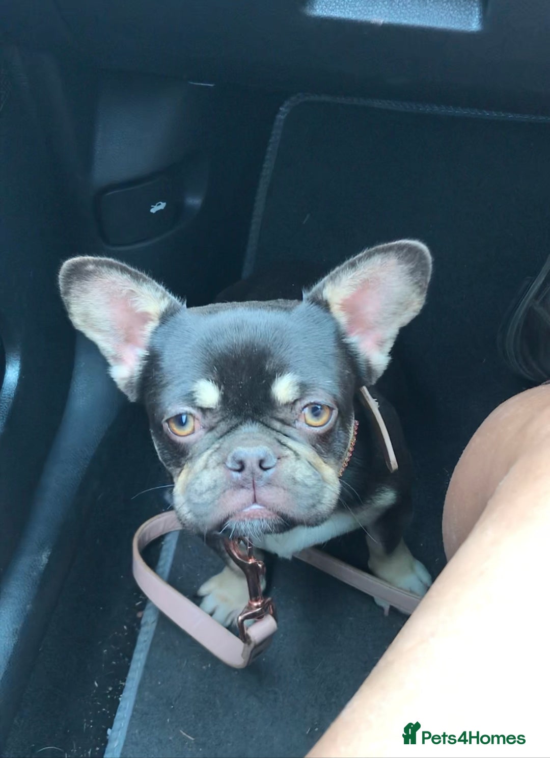 Mixed Breed dogs for sale: Bested boy that ever was Rare Pink Minibull boy  - Image 16