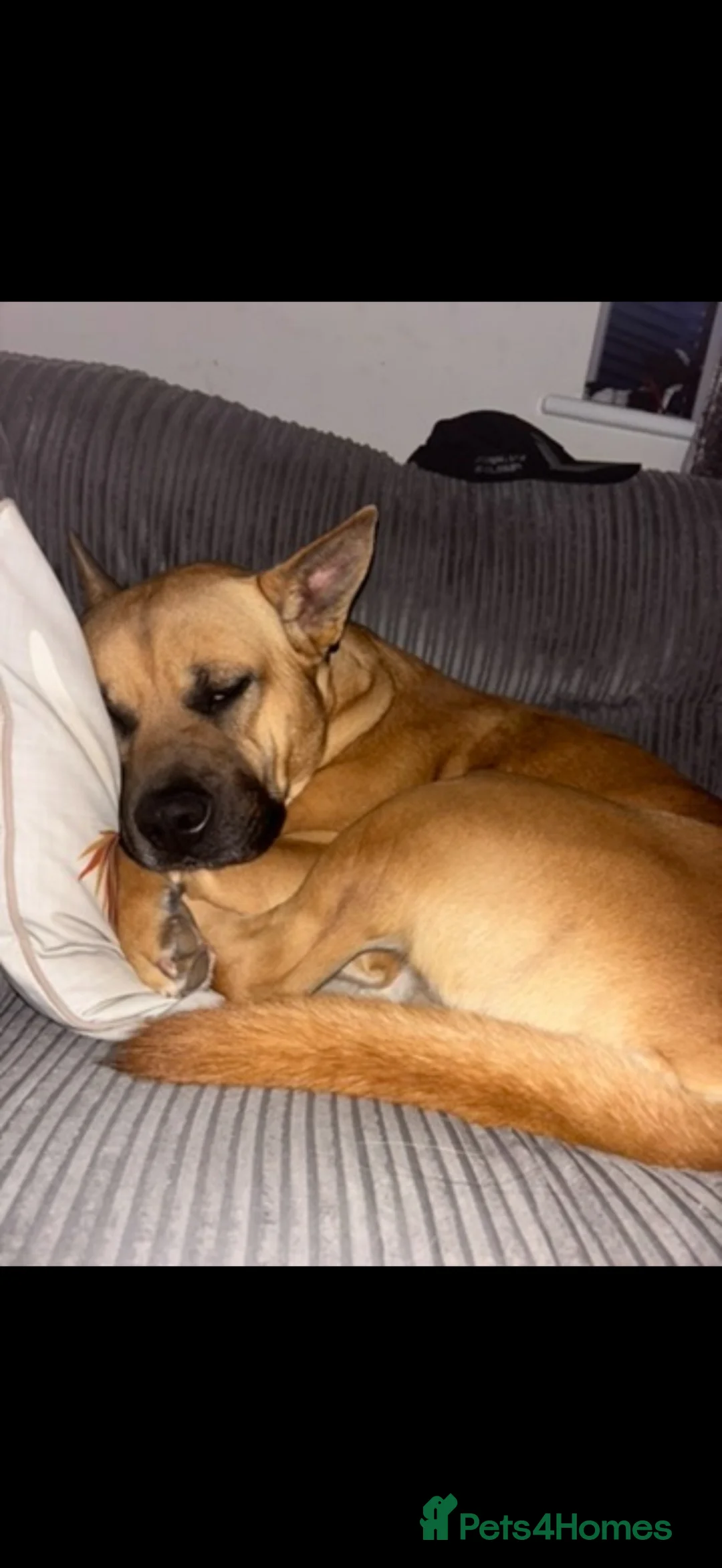 Mixed Breed dogs for sale: Max needs a new home  - Advert 2