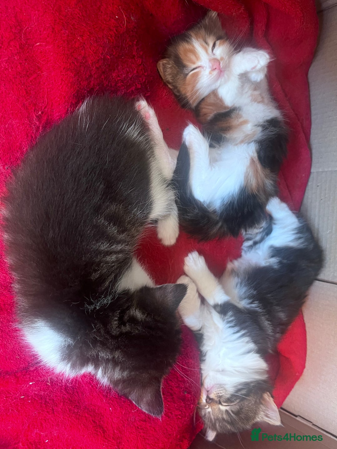 Mixed Breed cats for sale: Beautiful Playful Kittens - Image 19