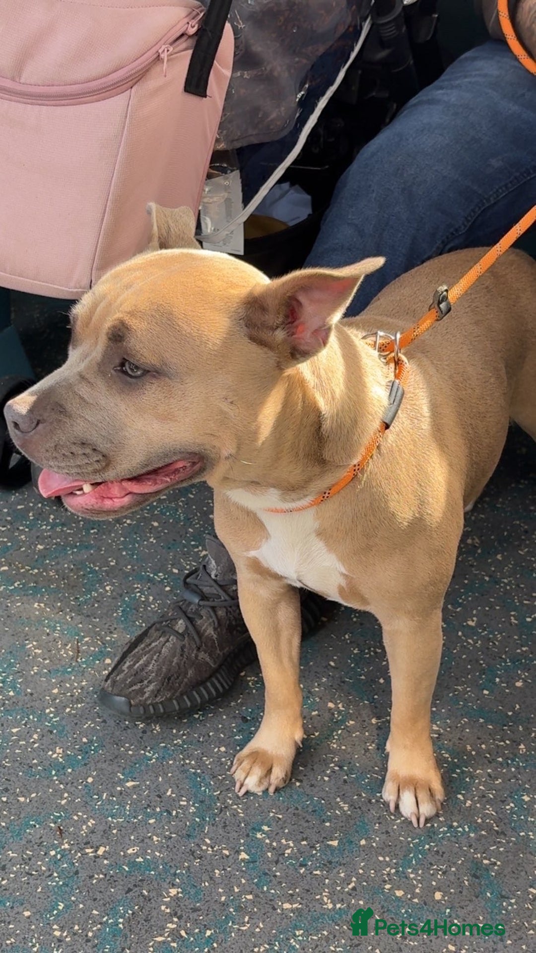 Mixed Breed dogs for sale:  olde English bulldog  x staffy/ pocket bully - Advert 1