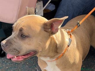 Mixed Breed dogs olde English bulldog x staffy/ pocket bully - Advert 1