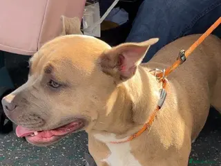 Mixed Breed dogs olde English bulldog x staffy/ pocket bully - Advert 12