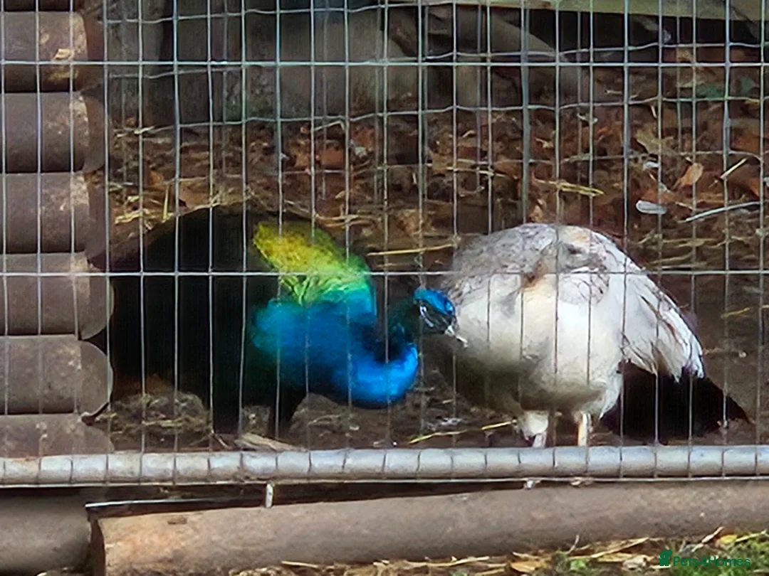 Peafowl poultry for sale: Black shouldered Peacock pair for sale - Advert 2