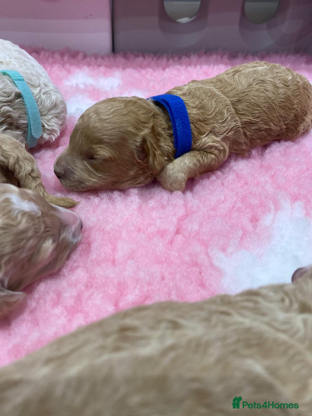 Labradoodle dogs for sale: Multi- Generation Toy/Mini parti Labradoodles   - Advert 9