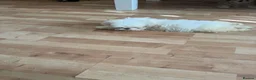 Shih Tzu dogs for sale: shih tzu puppies - Advert 15