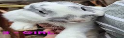 Mixed Breed rabbits for sale: Bunnies for sale in Cannock - Advert 7