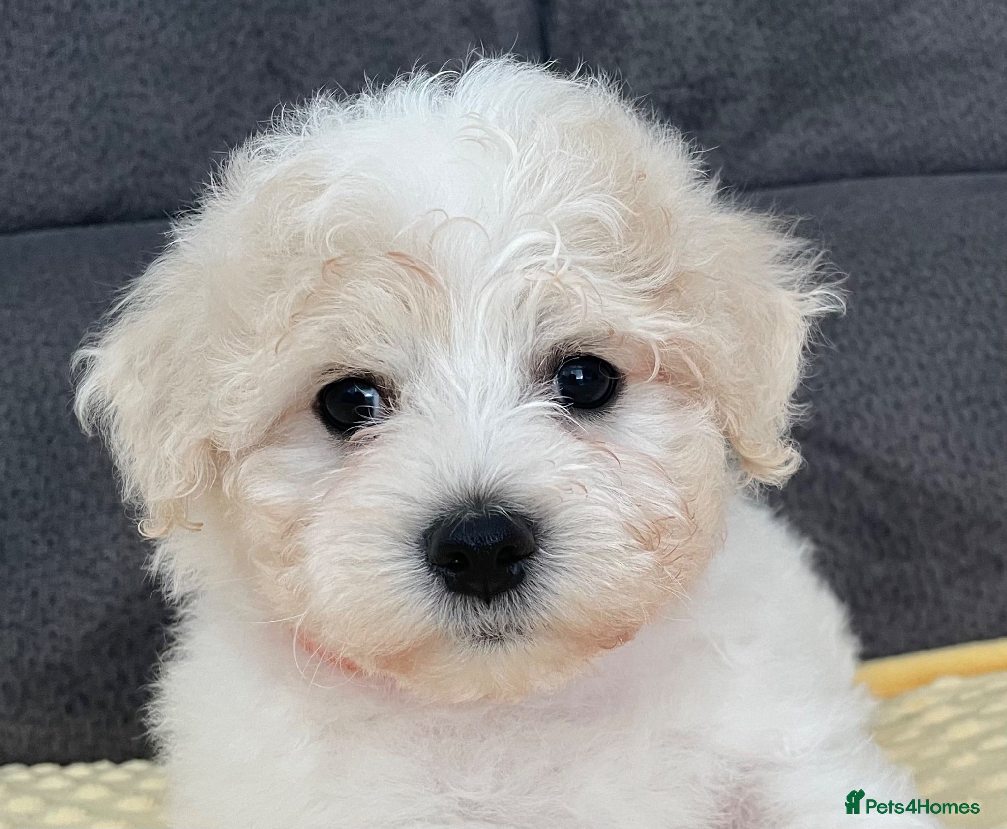 Bichon Frise dogs Bonnie - Advert 1
