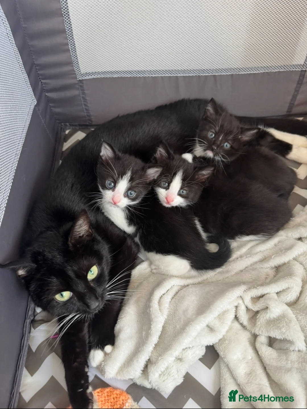 Mixed Breed cats for sale: Tuxedo-bombay kittens for sale in Nelson - Advert 1