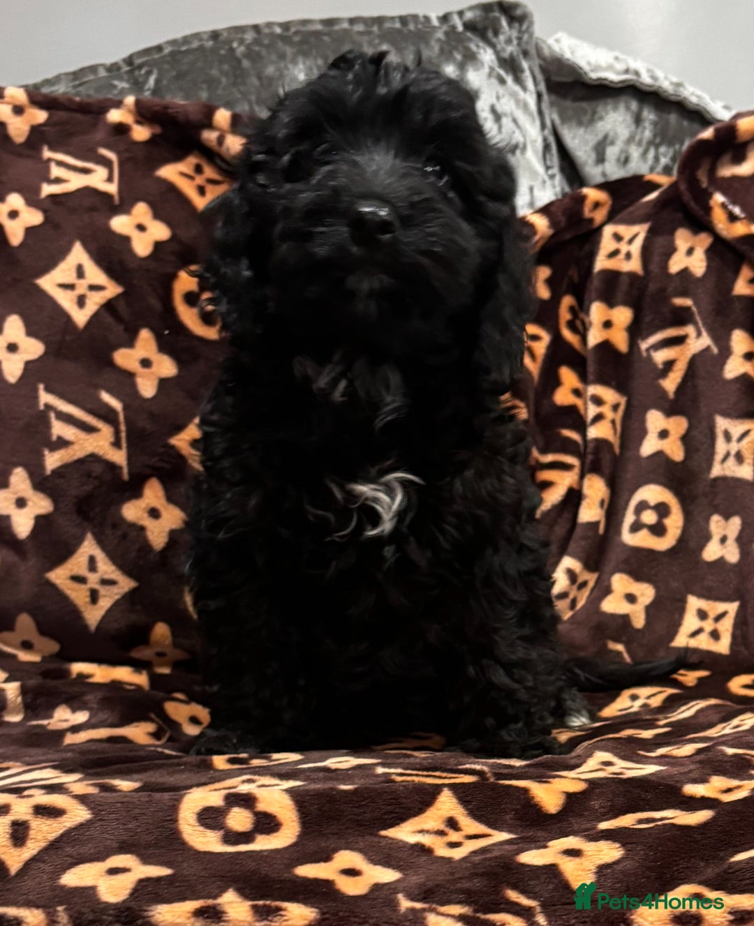 Cockapoo dogs for sale: Gorgeous litter of cockapoo puppies  - Advert 5