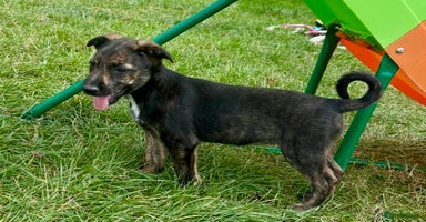 Mixed Breed dogs - Advert 10