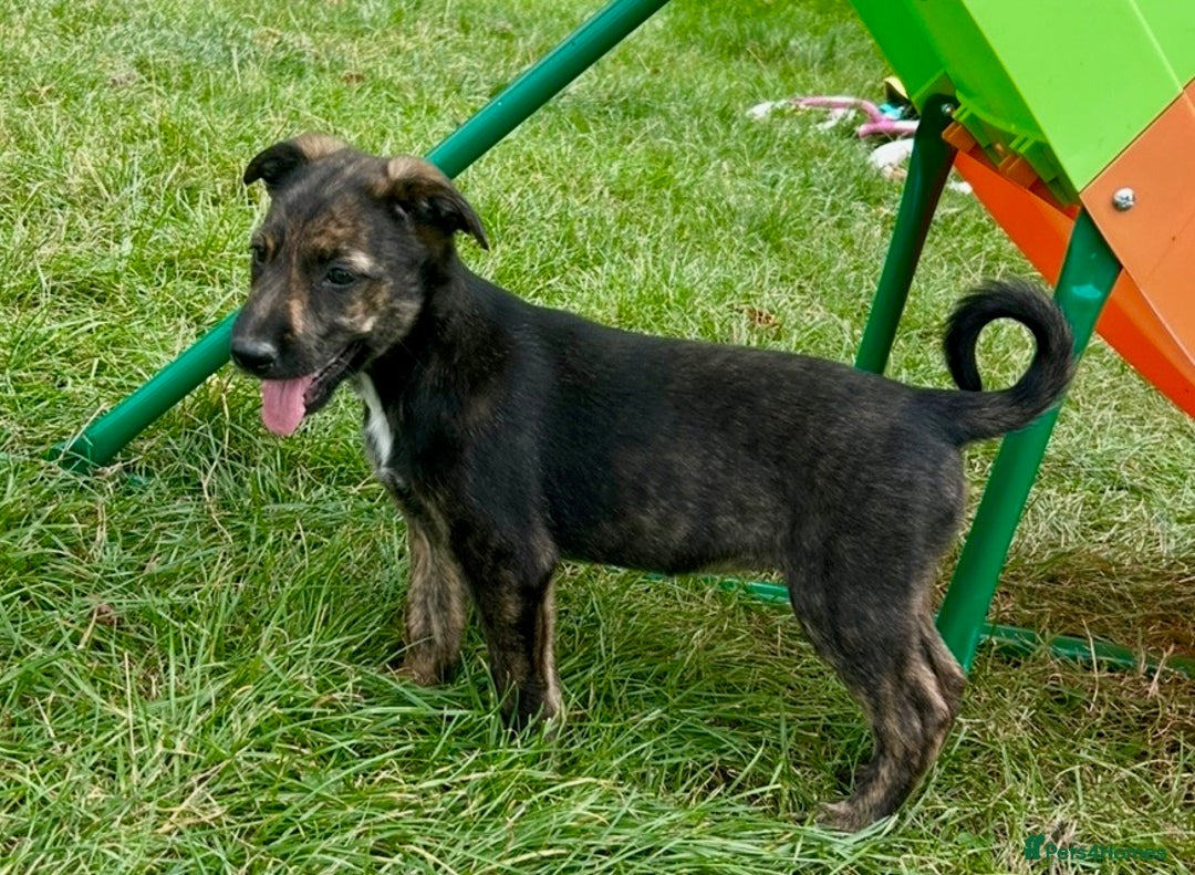 Mixed Breed dogs for sale: Lurcher cross collie pups - Image 3
