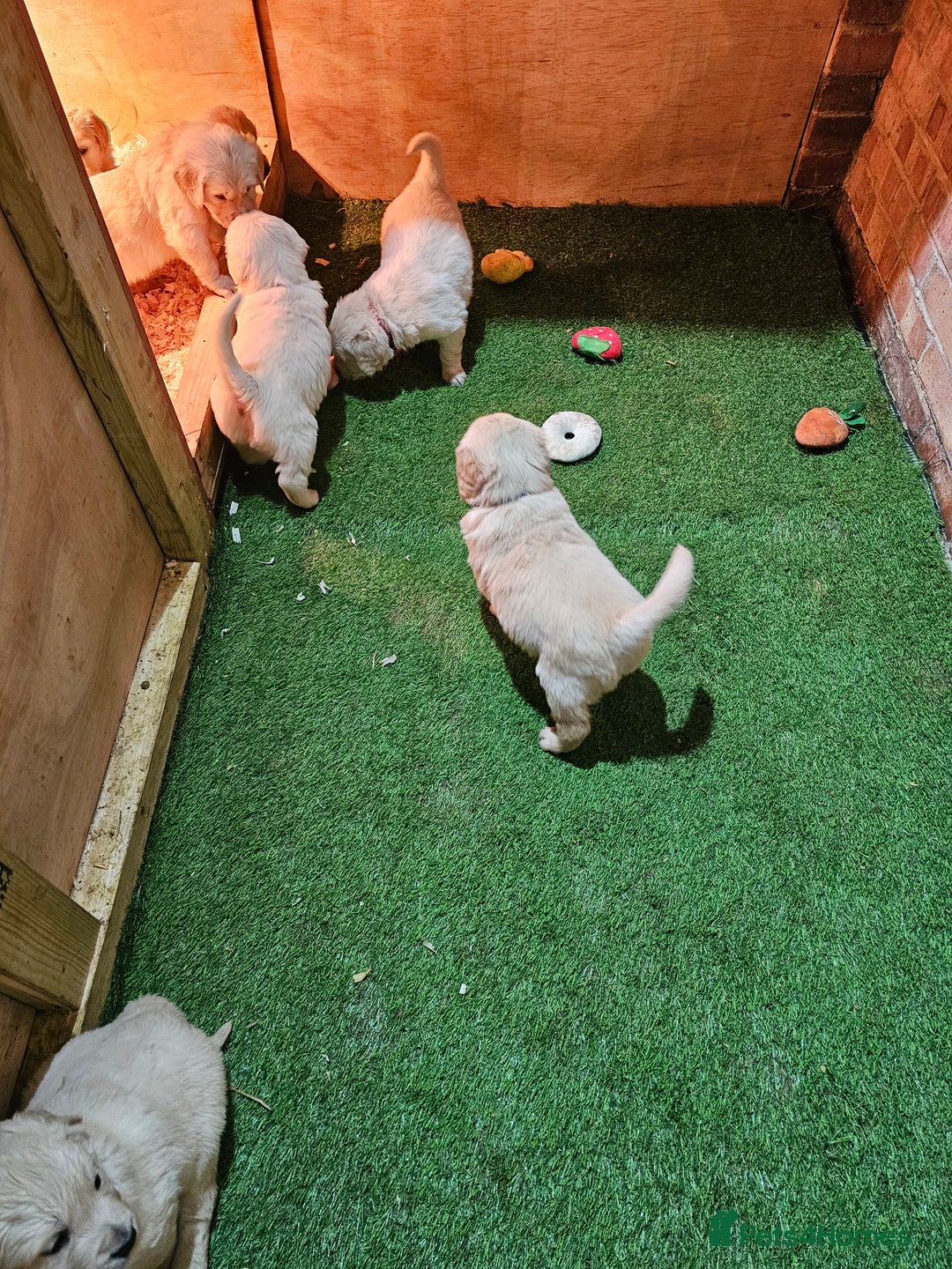 Golden Retriever dogs for sale: Golden Retriever puppy's  Ready to leave now  - Advert 3