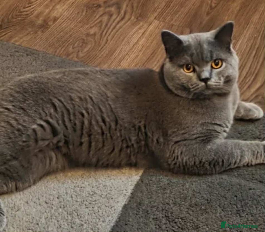 Scottish Fold cats for sale: Scottish Fold/Straight Kittens - Advert 11