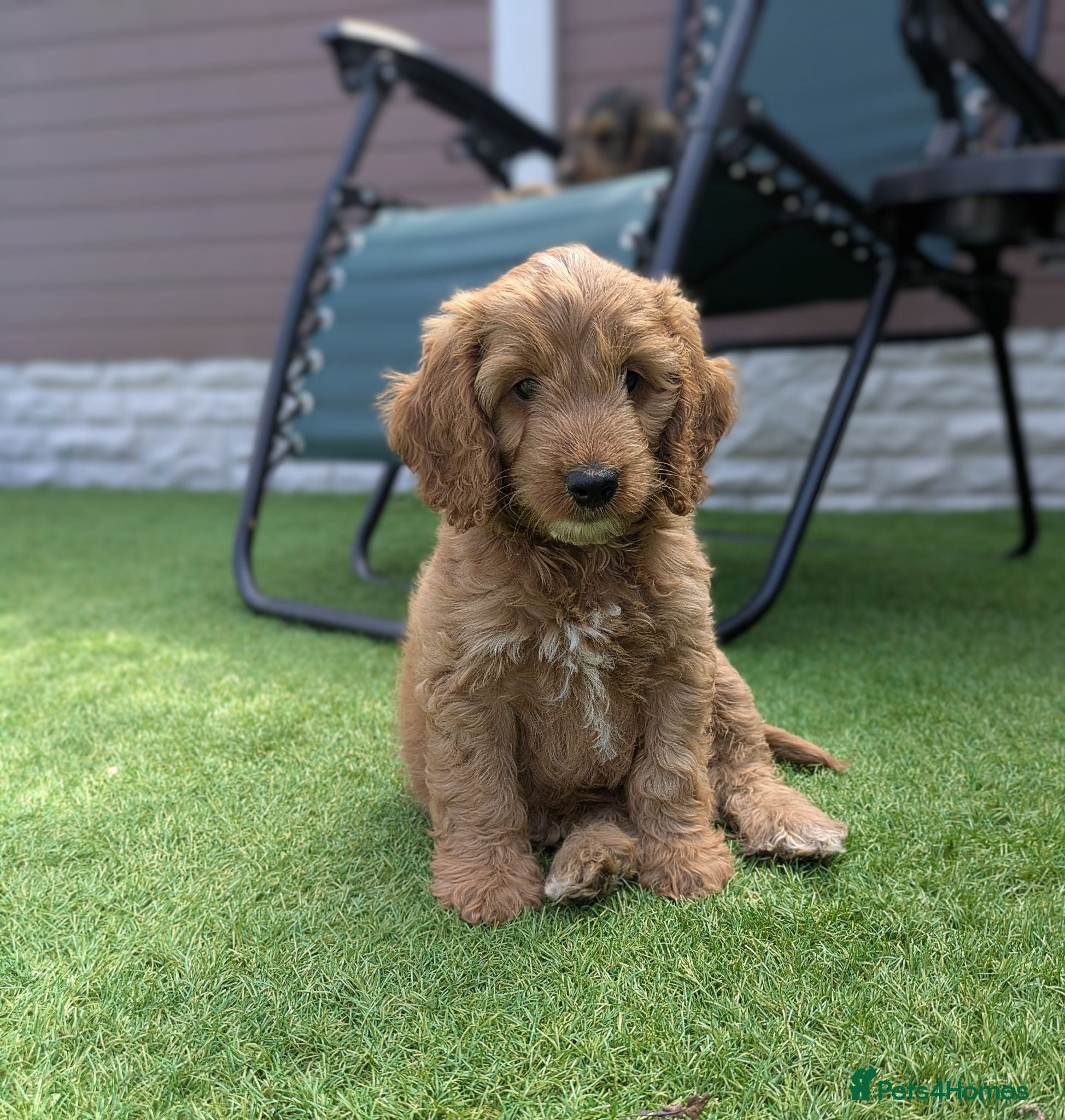 Cockapoo dogs 2 f1 Show/Toy boys ready for their new home - Advert 1
