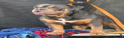 Olde English Bulldogge dogs for stud: Olde English bulldog for studding  - Advert 3