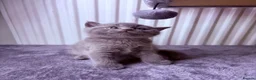 British Shorthair cats for sale: 🌟GCCF BSH Kittens Beautiful Variety of Colours 🌟 - Advert 30