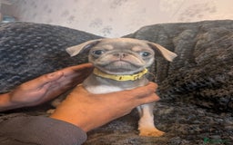 Pug dogs for sale: 2 left quality pug puppies  - Image 1