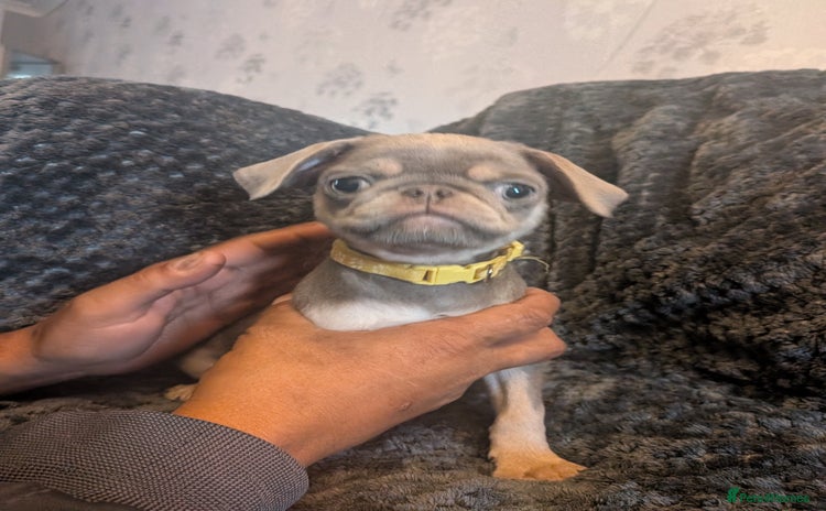 Pug dogs - Advert 1